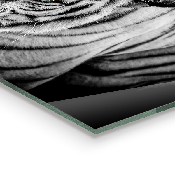 Stänkskydd kök Vit sibirisk tiger