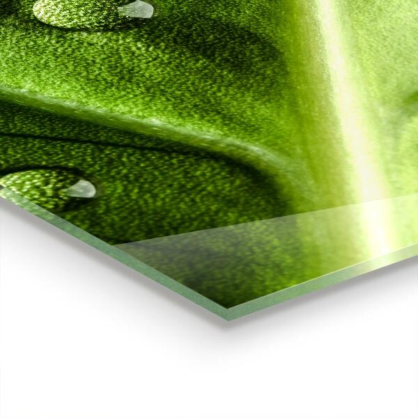 Stänkskydd kök Blad med droppar morgondagg