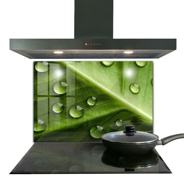 Stänkskydd kök Blad med droppar morgondagg