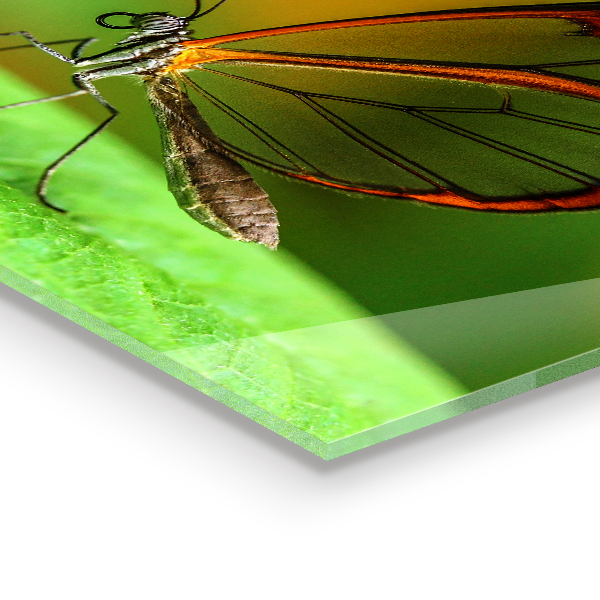 Stänkskydd kök Fjäril på ett löv