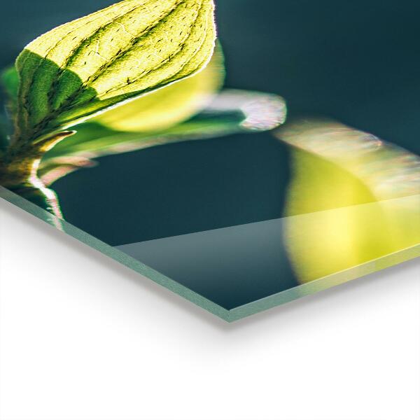 Stänkskydd kök Glänsande blad på gren