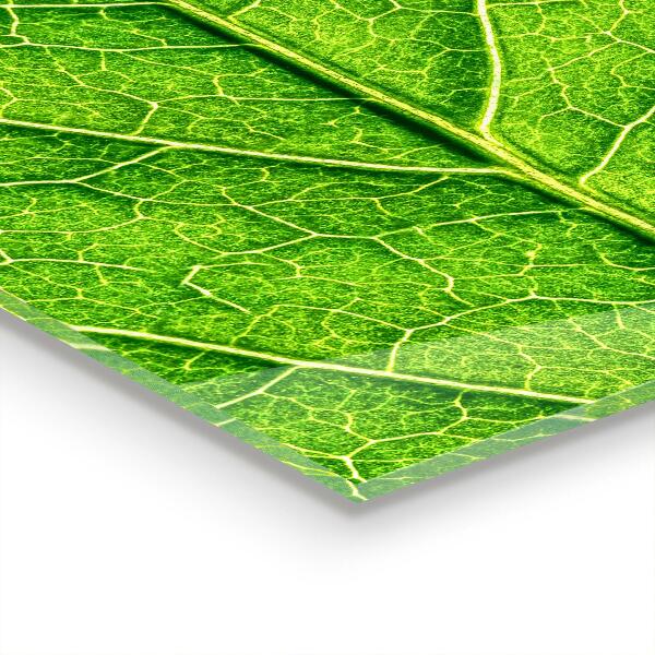 Stänkskydd kök Fina bladdetaljer