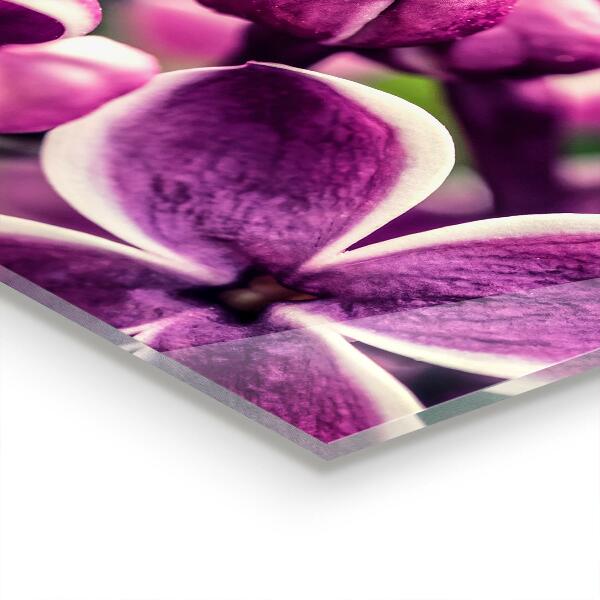 Stänkskydd kök Rosa liljor naturlig skönhet