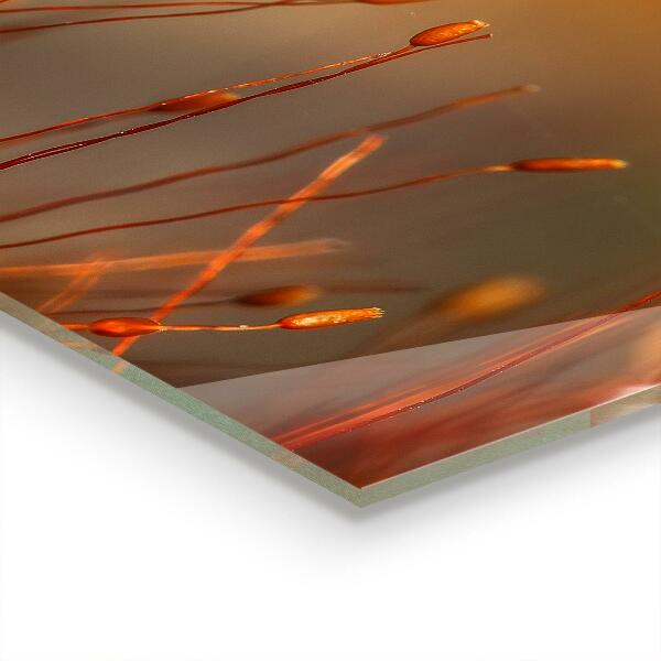 Stänkskydd kök Kornfält vid solnedgången