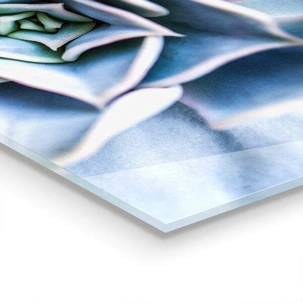 Stänkskydd kök Kaktus Suckulent