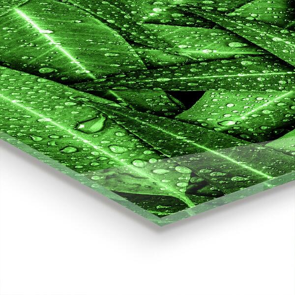 Stänkskydd kök Gröna blad efter regn