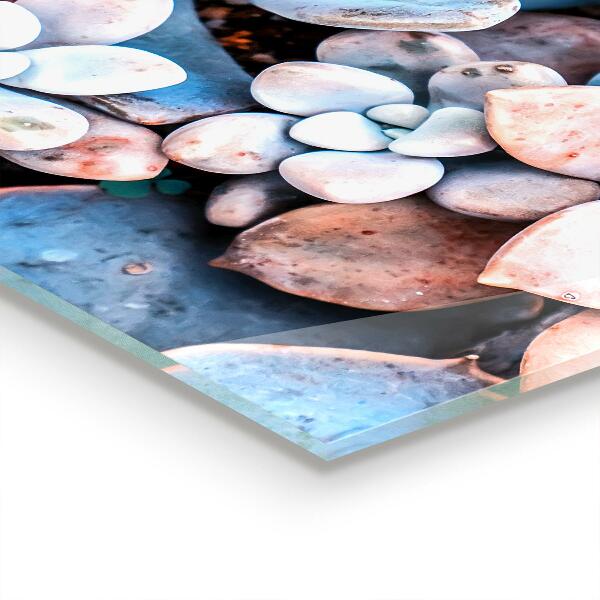 Stänkskydd kök Färgglada suckulenter