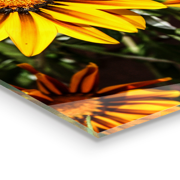 Stänkskydd kök Gul blomma på ängen