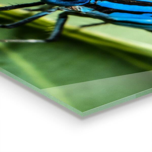 Stänkskydd kök Slända på löv