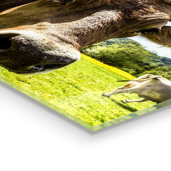 Stänkskydd kök Landsbygdens klimat Krowa Pole