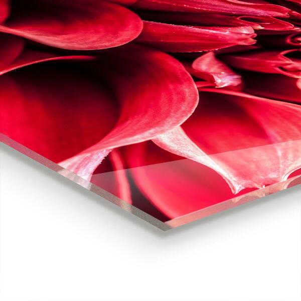 Stänkskydd kök Naturens energiska Flower Power