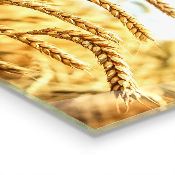 Stänkskydd kök Spannmålsgåvor av moder natur