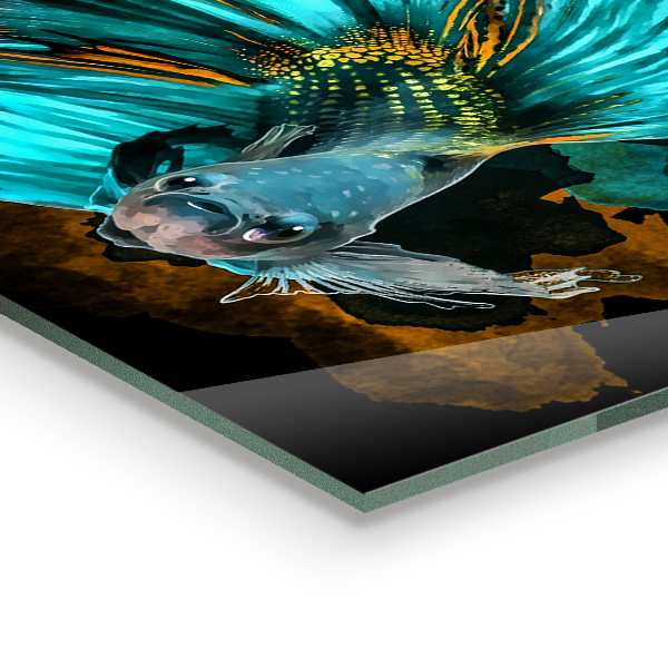 Stänkskydd kök Tropisk kampfisk